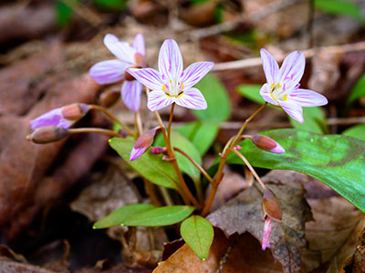 Spring beauty: <i>Claytonia virginica</i>