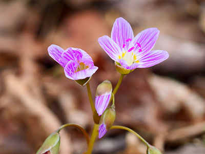 Spring beauty: <i>Claytonia virginica</i>