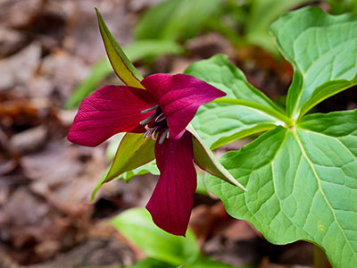 A fresh trillium