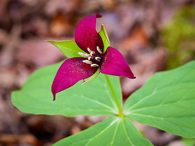 <i>Trillium erectum</i>