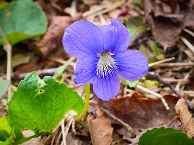 Common blue violet: <i>Viola sororia</i>