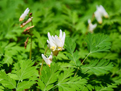 Dutchman's breeches: <i>Dicentra cucullaria</i>