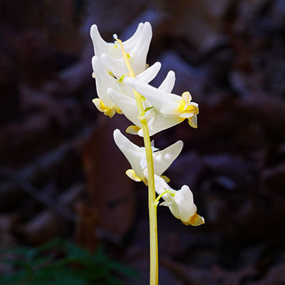 Dutchman's breeches: <i>Dicentra cucullaria</i>