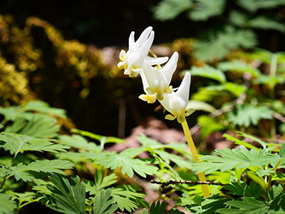 Dutchman's breeches: <i>Dicentra cucullaria</i>