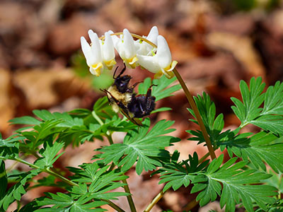 The <i>Dicentra's</i> pollinator, a bumblebee, just hanging on