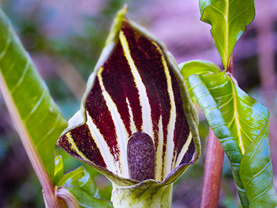 Jack-in-the-pulpit: <i>Arisaema triphyllum</i>