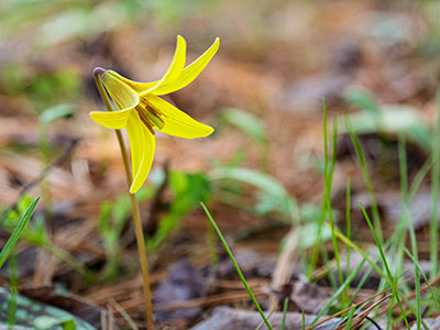 Yellow trout lily: <i>Erythronium americanum</i>