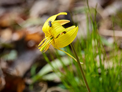 Yellow trout lily: <i>Erythronium americanum</i>