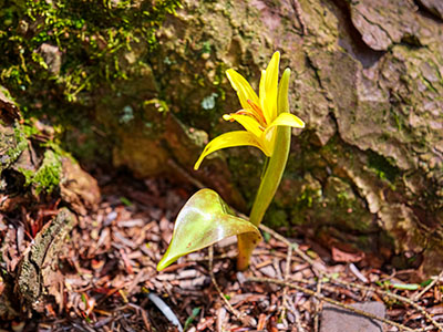 Yellow trout lily: <i>Erythronium americanum</i>