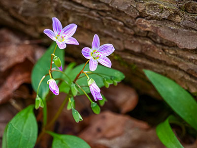 Spring beauty: <i>Claytonia virginica</i>