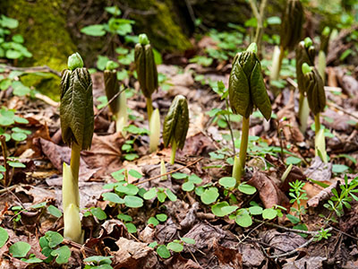 Mayapples: <i>Podophyllum peltatum</i>