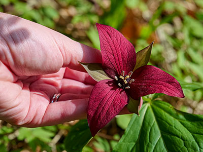 <i>Trillium erectum</i>