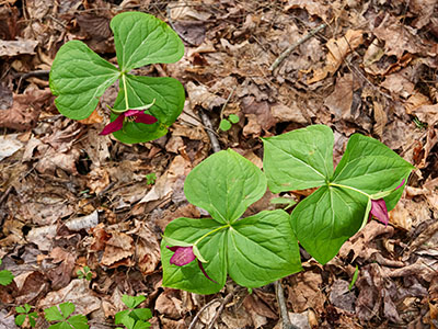 A trio of trilliums!