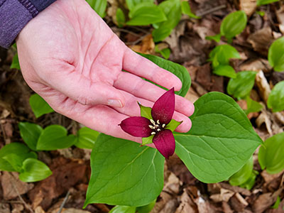 <i>Trillium erectum</i>