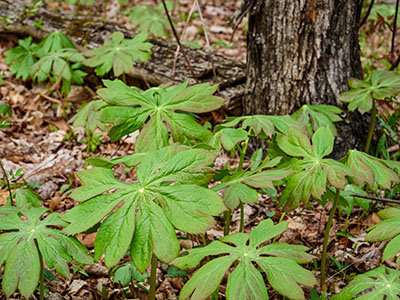 Mayapples: <i>Podophyllum peltatum</i>