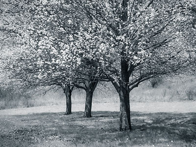 Callery/Bradford pear: <i>Pyrus calleryana</i>