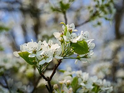 Pear blossoms