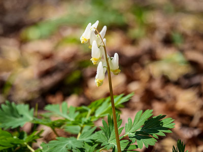 Dutchman's breeches: <i>Dicentra cucullaria</i>