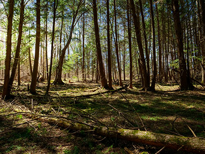 Scene along the North Woods Trail