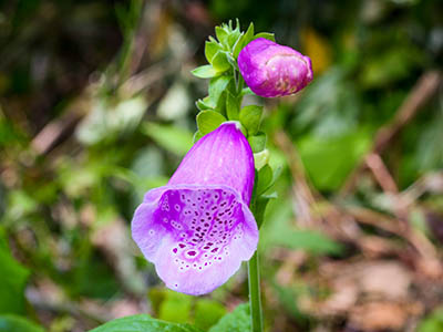 Foxglove (<i>Digitalis purpurea</i>)