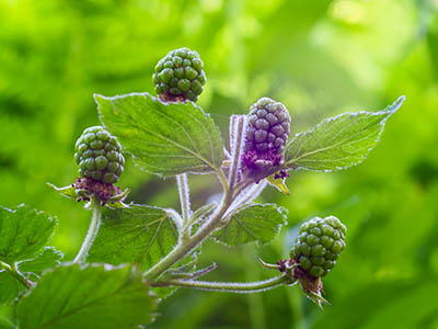 Blackberries in the sun