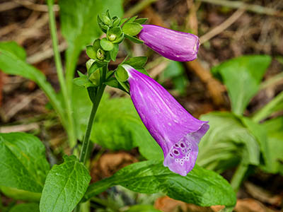 Foxglove (<i>Digitalis purpurea</i>)