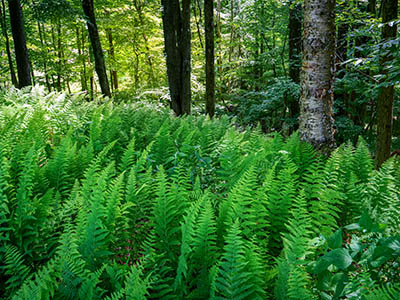 Fern forest!