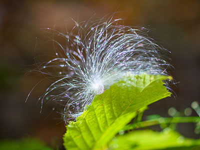 Milkweed seed in fall light