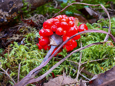 Jack in the Pulpit nearing its end, but with bright fruit