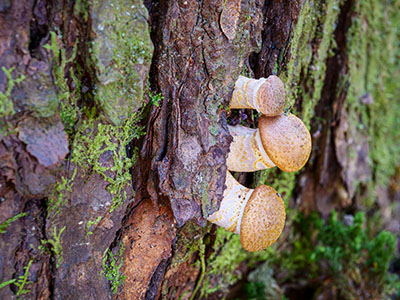 Unidentified fungus