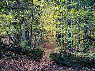 Fall color along the North Woods Trail