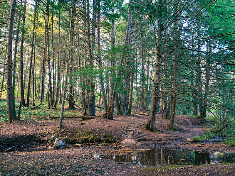 One of my favorite spots, at Whites Creek along the North Woods Trail
