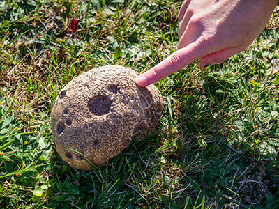 Puffball mushroom