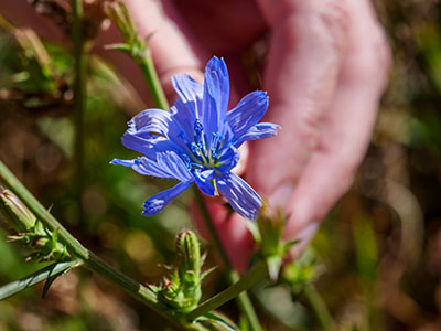 Chickory: one last glimpse of summer's bright colors