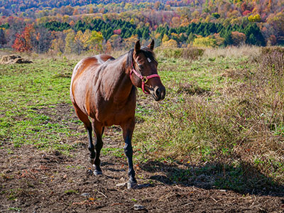 Bean, one of the neighborhood horses