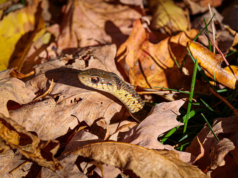 Sunlit snake