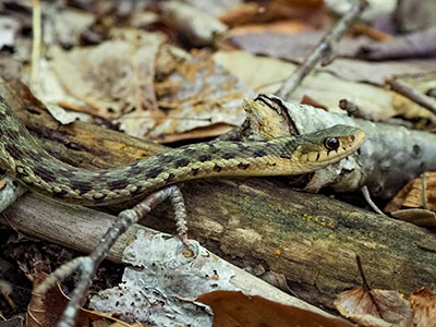 Beautiful little maritime garter snake