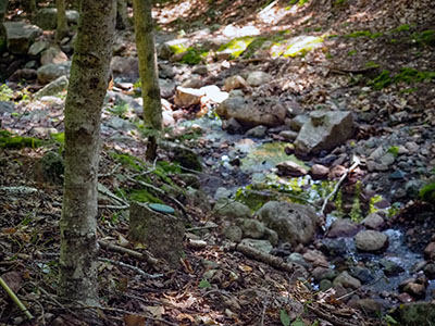 Looking S along the creekbed, south of the Triad and carriage road