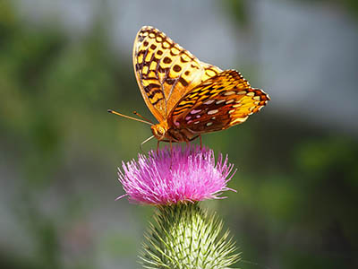 This colorful butterfly greeted us as we neared the end of the road.