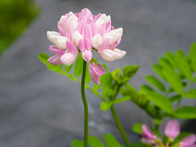 Crown vetch is always ethereally beautiful.