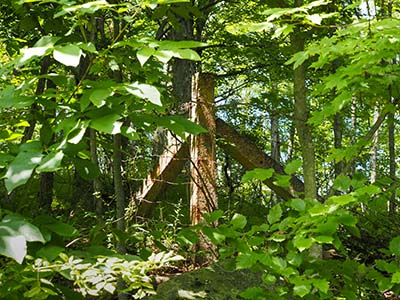 We saw several of these old concrete fence corners in what must have been old pasture land