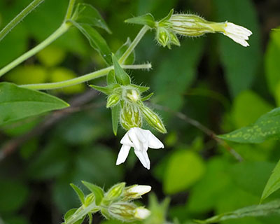 I think this is white campion: <i>Silene latifolia</i>