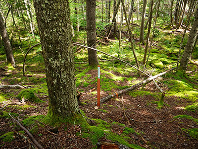 Looking downhill from the small trail