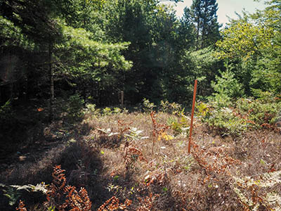 Looking E toward the trail from behind the boundary marker