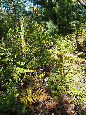 Eyelevel view of the disk buried in brush