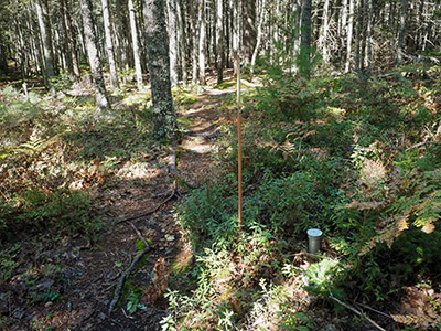 Looking NW along the trail