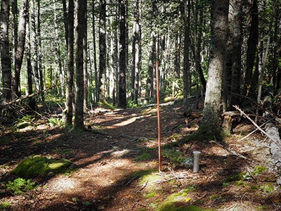 Looking NW along the trail