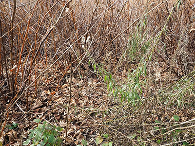 Messy, thick vegetation