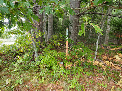 Looking N from a field along Old Norway Drive