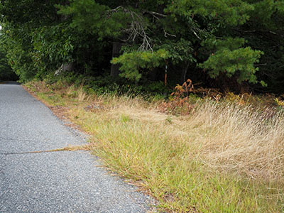 Looking NE toward Old Norway Drive; mark is quite well hidden